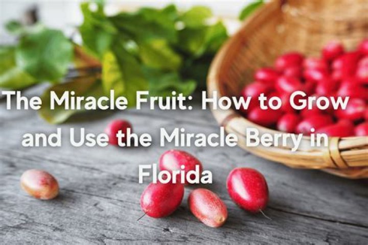 Is miracle berry legal in uk