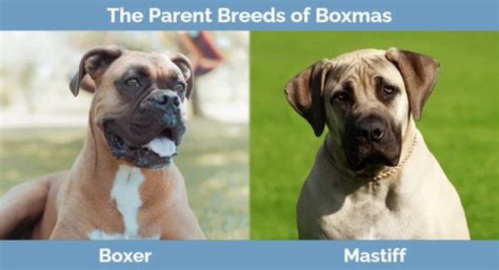 Montana Love Net Worth Wiki: Everything To Know About Boxer