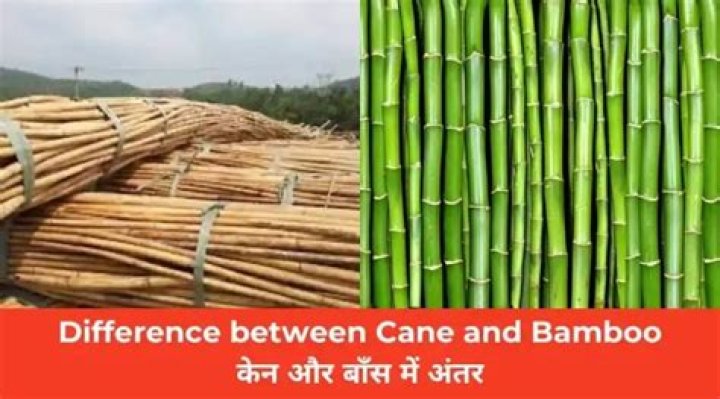 What is the Difference Between Bamboo and Cane